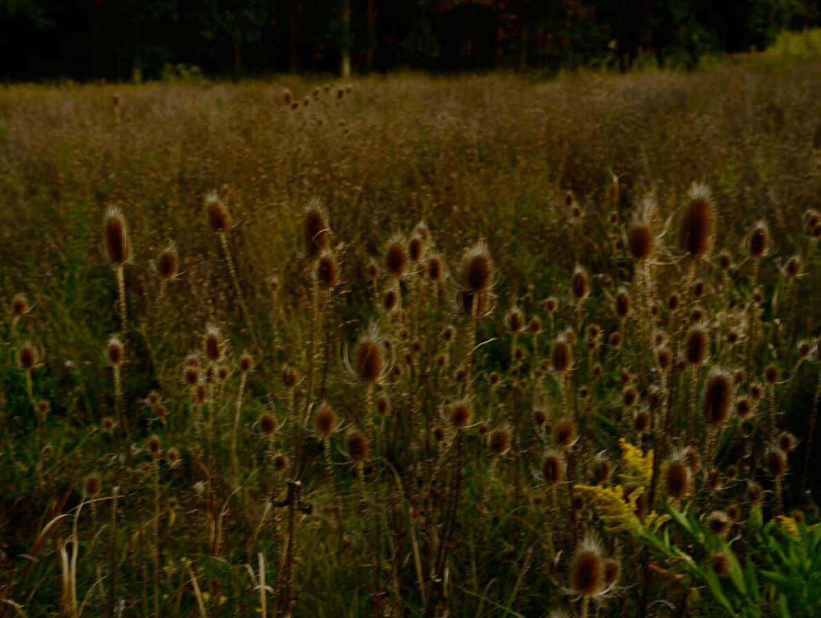 Wild Flowers, 2022, 21st Century