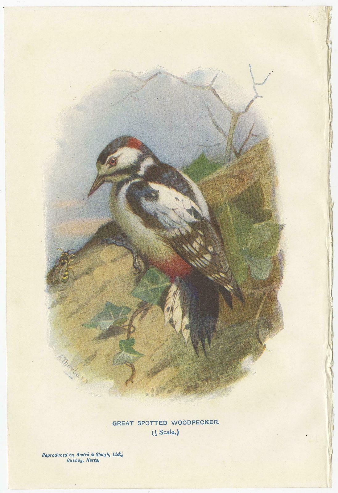 Set Of 4 Antique Bird Prints Siskin, Woodpecker, Wryneck, 1901 photo for sale