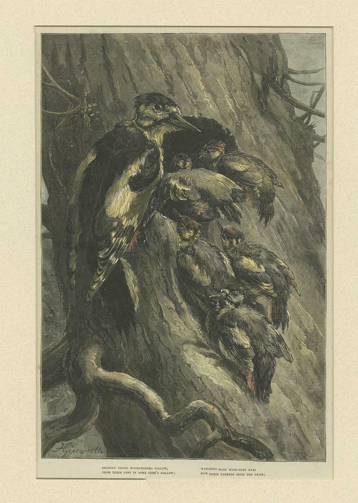 Antique Bird Print Of Woodpeckers '1879' photo furniture