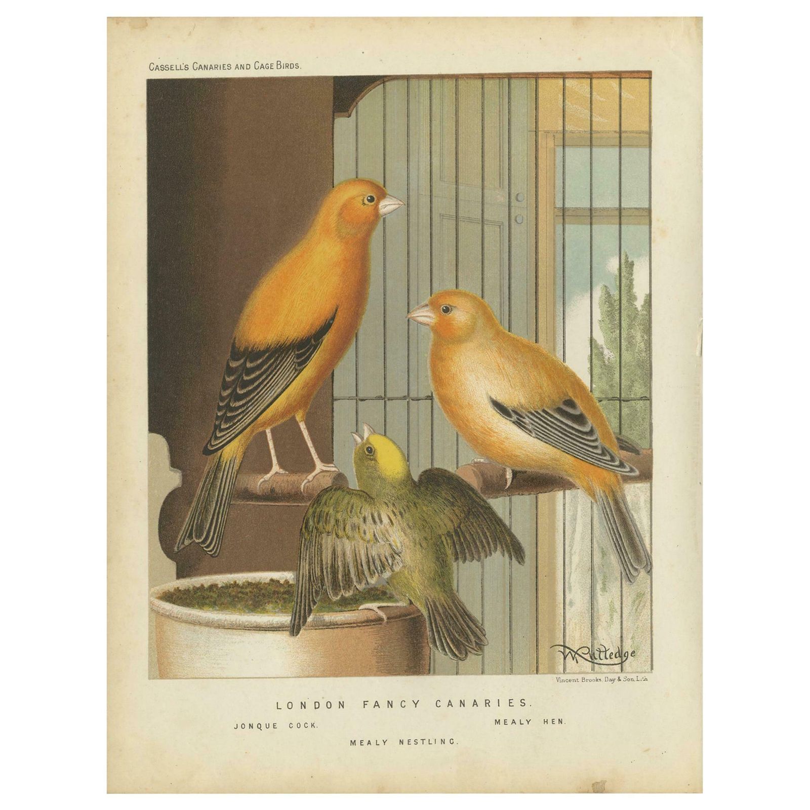 Antique Bird Print Of The London Fancy Canaries, Circa 1880
