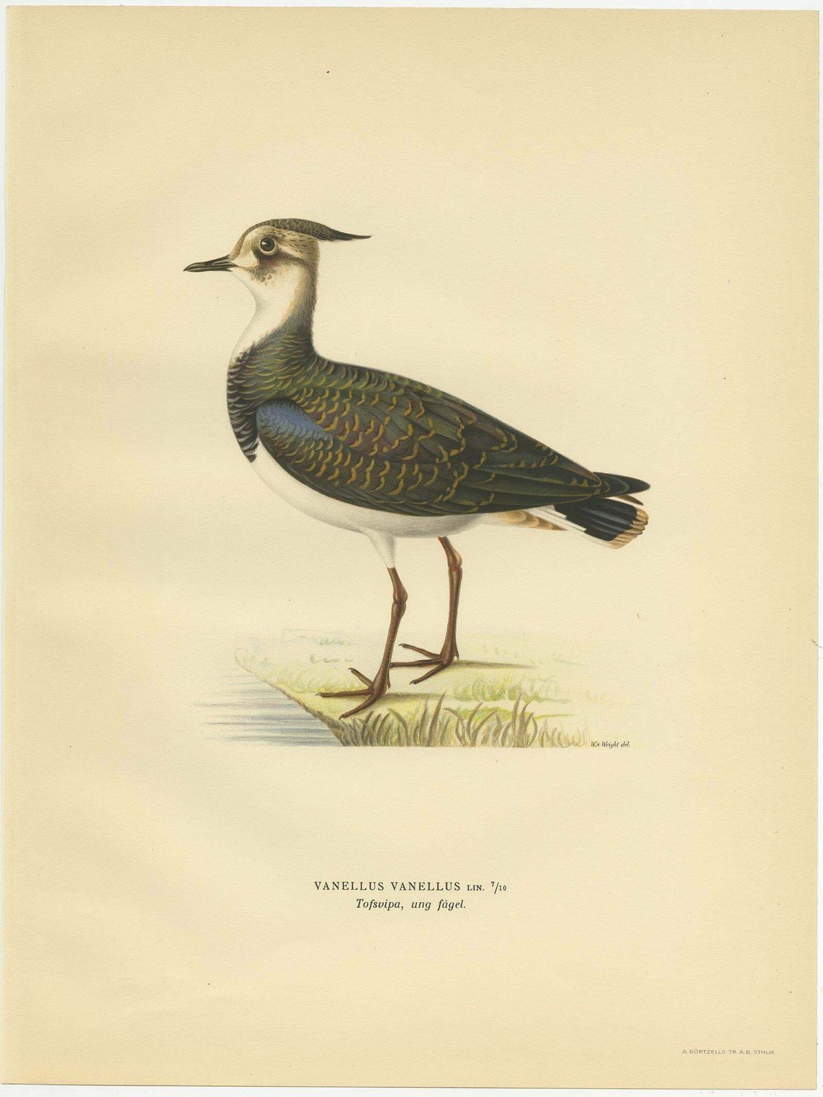 Antique Bird Print Of The Northern Lapwing By Von Wright, 1929 photo furniture