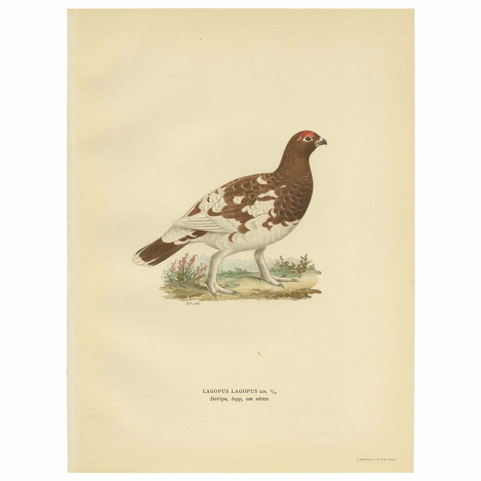 Antique Bird Print Of The Willow Ptarmigan 'Female' By Von Wright '1929
