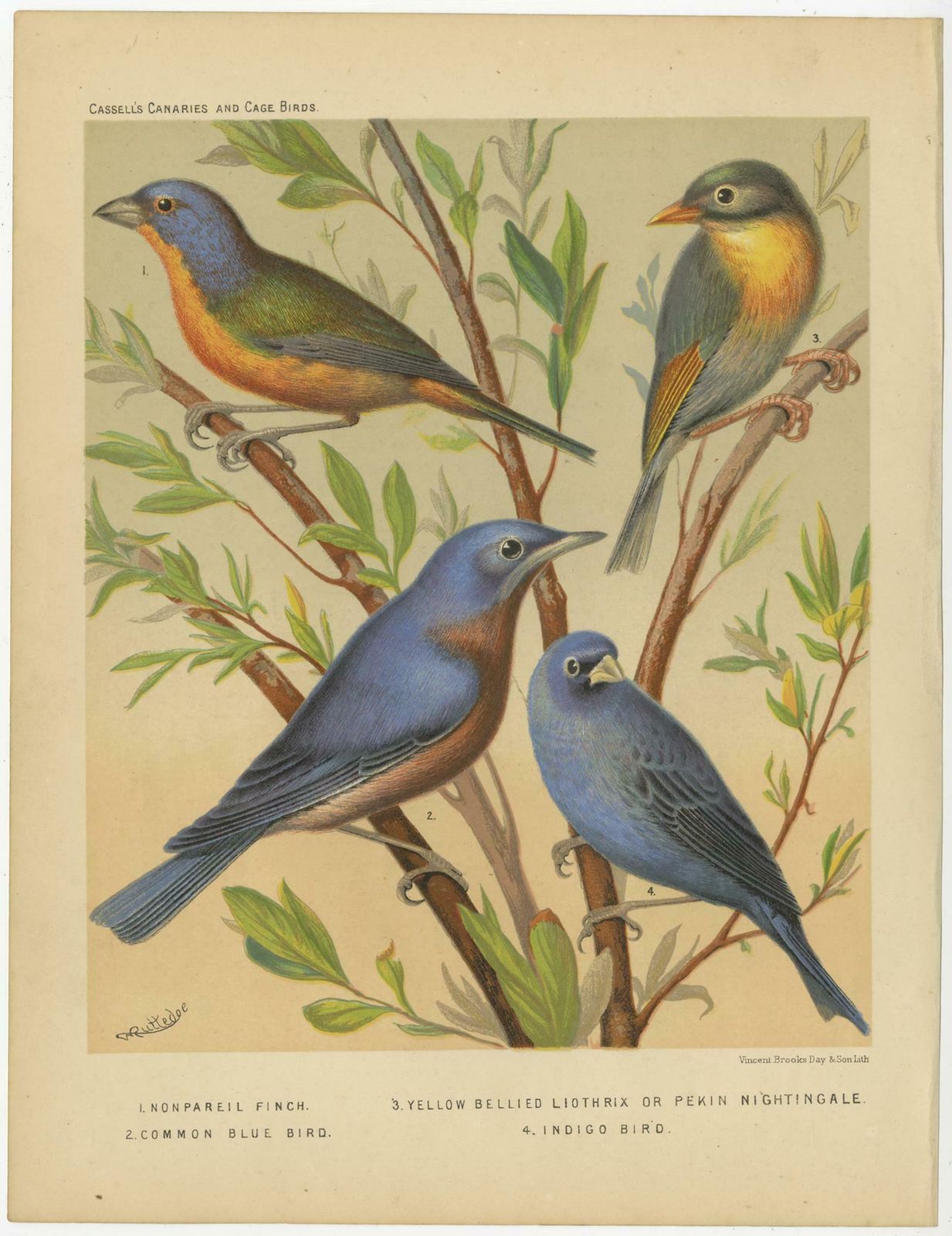 Antique Bird Print Of Pin Tailed Parrot Finch, Yellow Billed Leiothrix And Other photo for sale