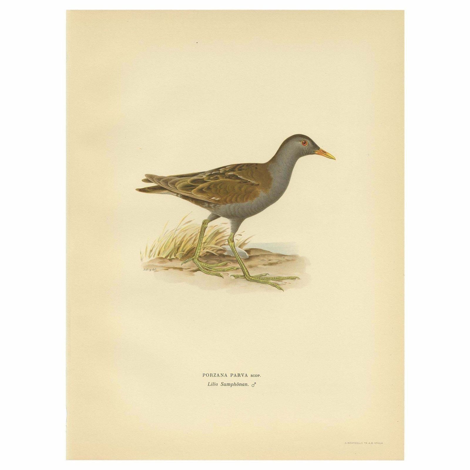 Antique Bird Print Of The Little Crake 'Female' By Von Wright, 1929