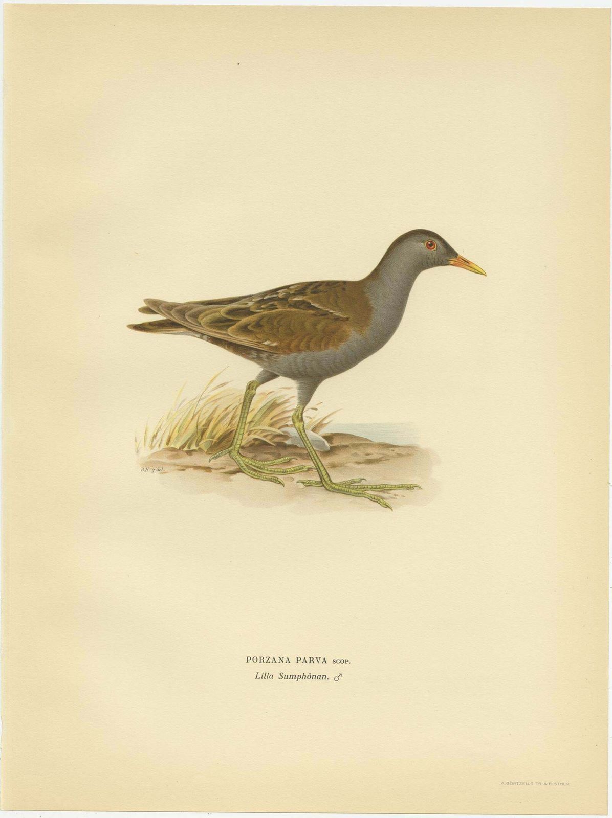 Antique Bird Print Of The Little Crake 'Female' By Von Wright, 1929 photo furniture