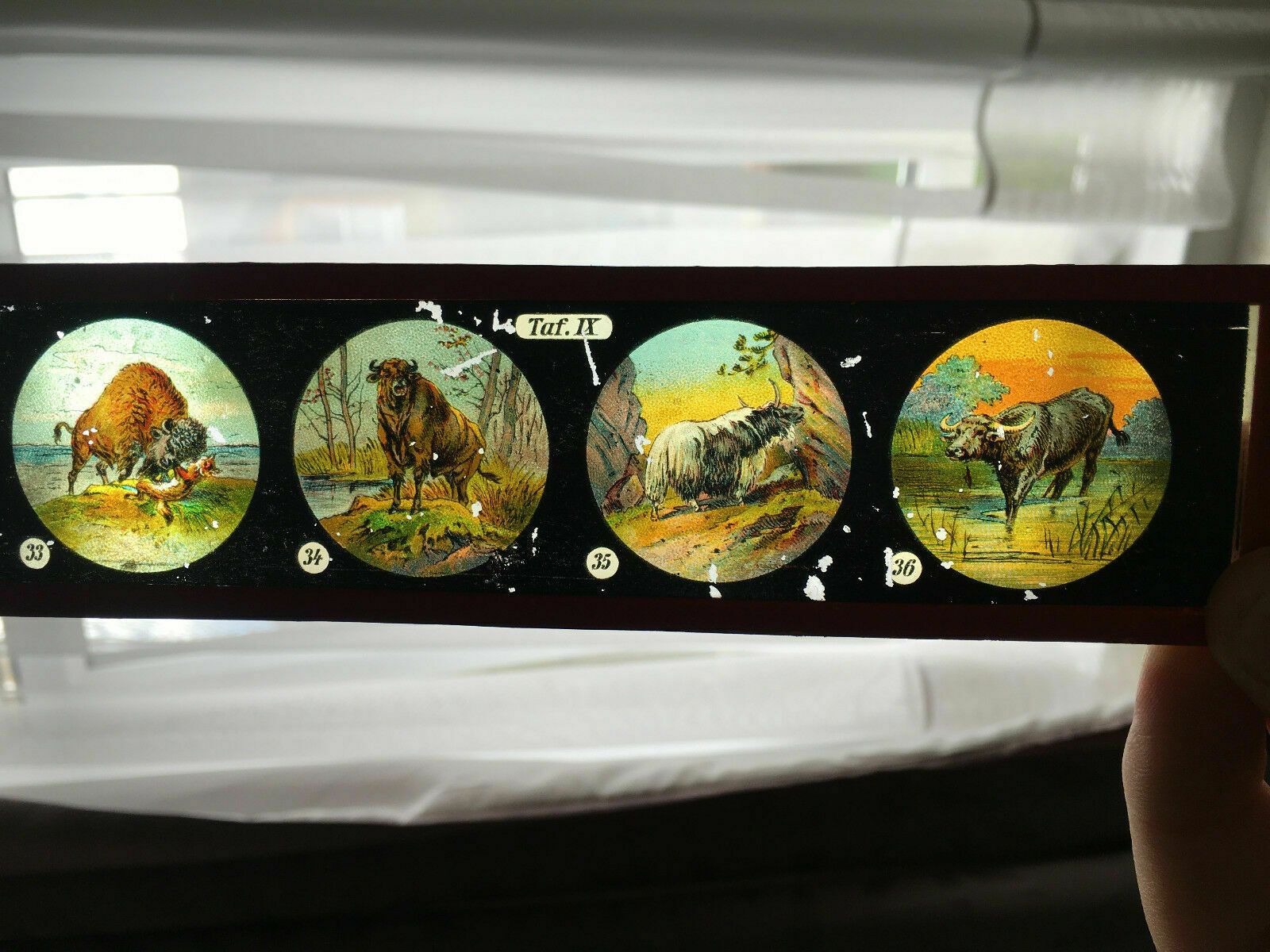 41 Victorian Hand Painted Magic Lantern Slides, Some Ernst Plank (E.P.), Nurembe photo Home Decor
