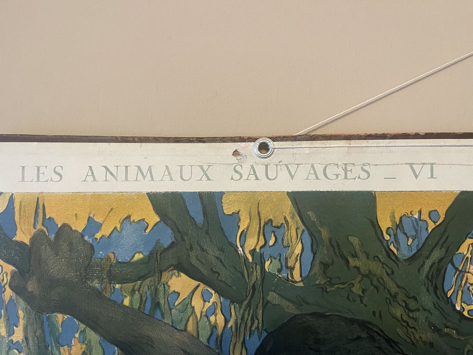 Double Side Les Animaux Sauvages Lithograph Teaching Poster By Edouard Louis Henry Baudot (French, 1871 1953)53) photo vintage