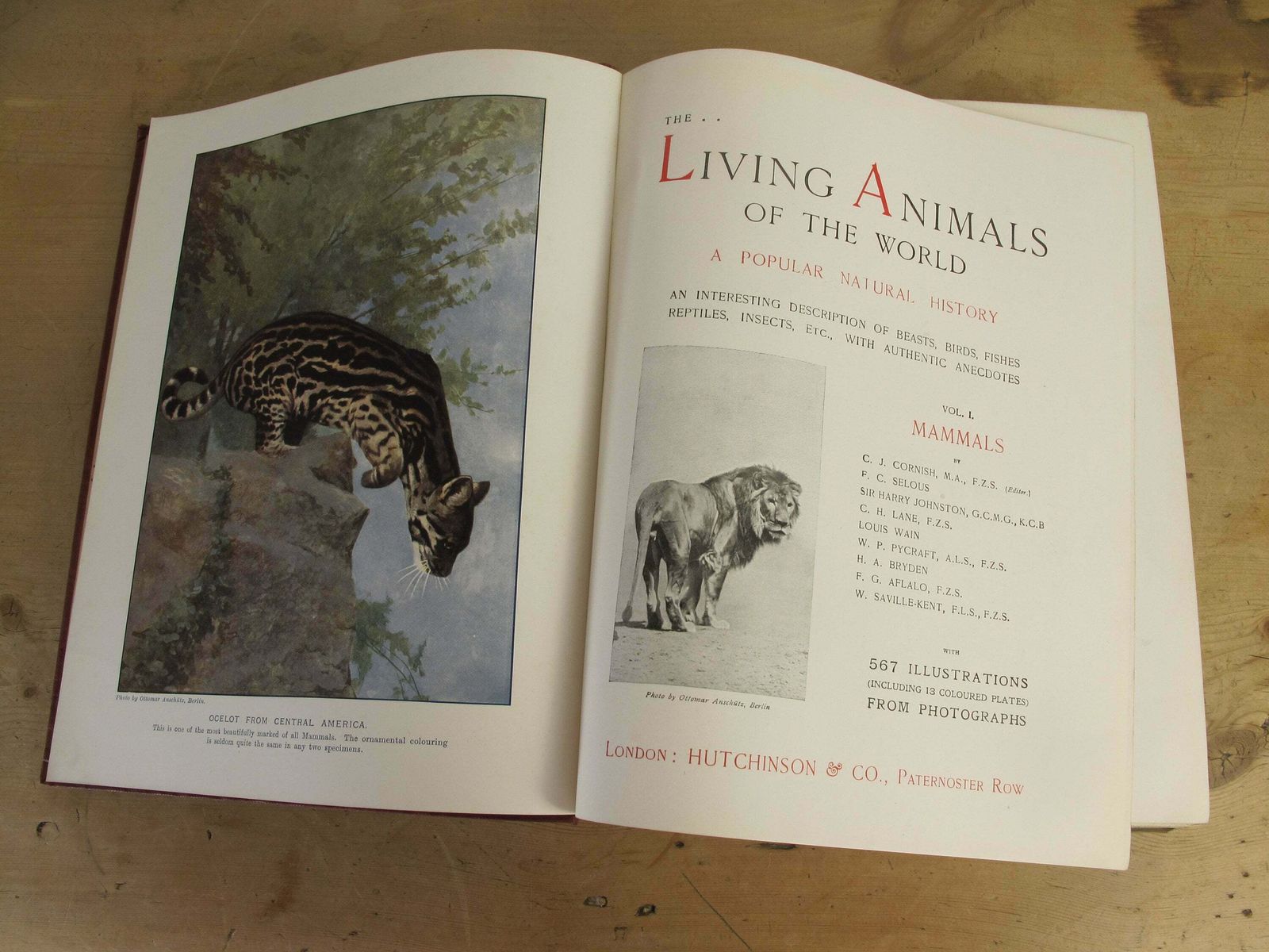The Living Animals Of The World   Volume 1   Mammals. Hutchinsons And Co. With 13 Colour Plates Along With 567 Illustrations photo furniture
