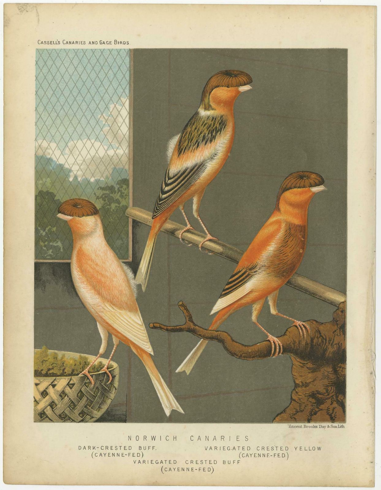 Antique Bird Print Of The Norwich Canaries Dark Crested Buff And Others photo furniture