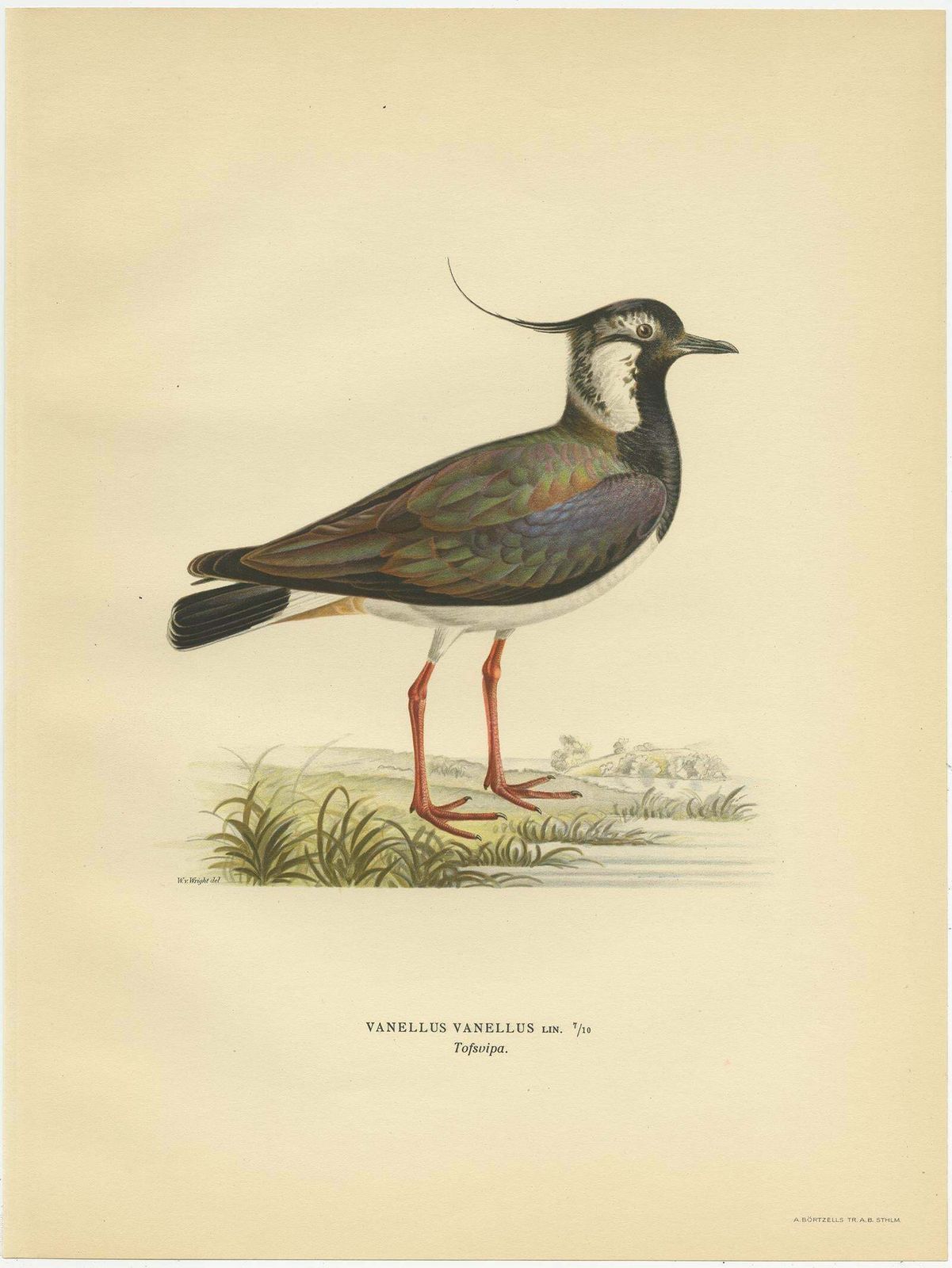 Antique Bird Print Of The Northern Lapwing 'Male' By Von Wright, 1929 photo Art
