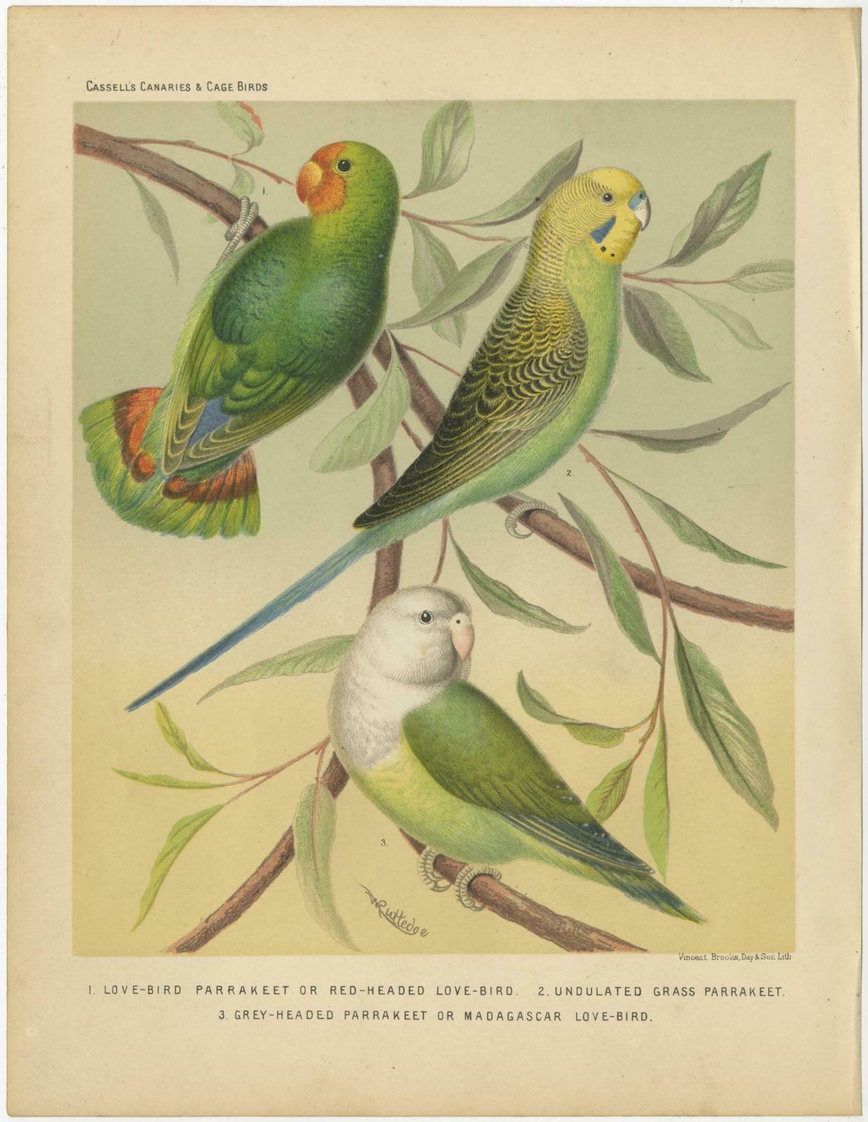 Antique Bird Print Of Red Headed Love Bird, Undulated Grey Headed And Parakeet photo for sale