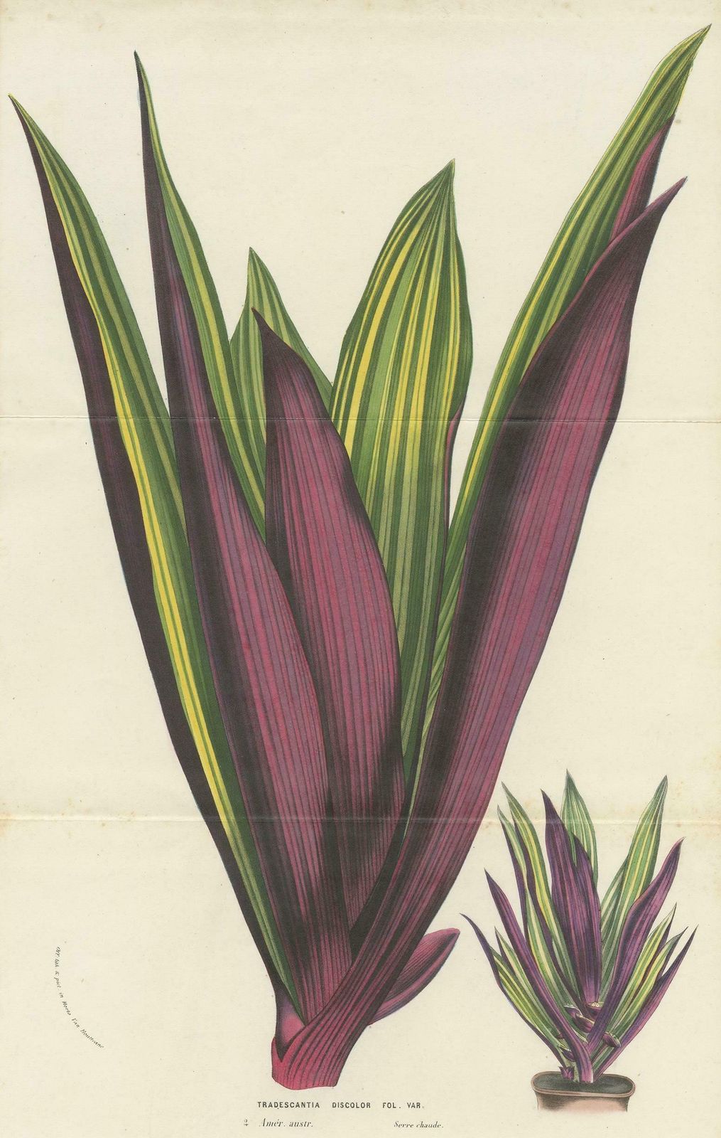Antique Botany Print Of Tradescantia Spathacea By Van Houtte, 1856 photo furniture