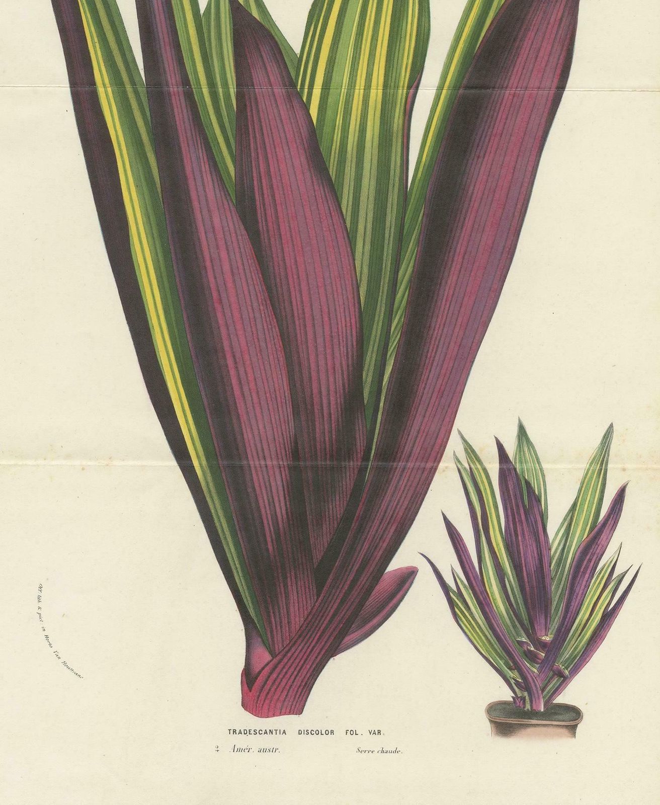 Antique Botany Print Of Tradescantia Spathacea By Van Houtte, 1856 photo Art