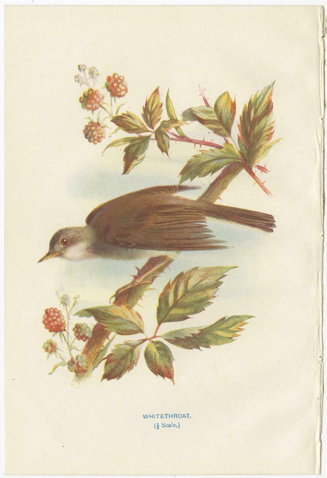 Set Of 4 Antique Bird Prints Wren, Whitethroat, Robin, 1901 photo for sale