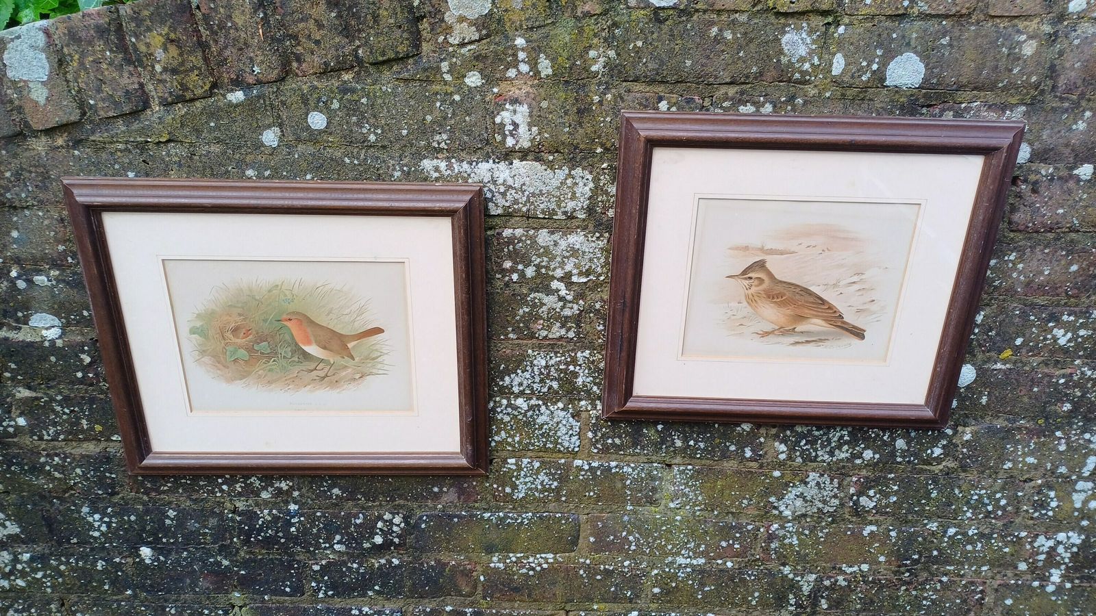 Two Victorian Chromo Lithograph Prints Of Birds, Robin Redbreast And Crested Lark C1870 By H Gronveld, Grunveld, Framed In 1982