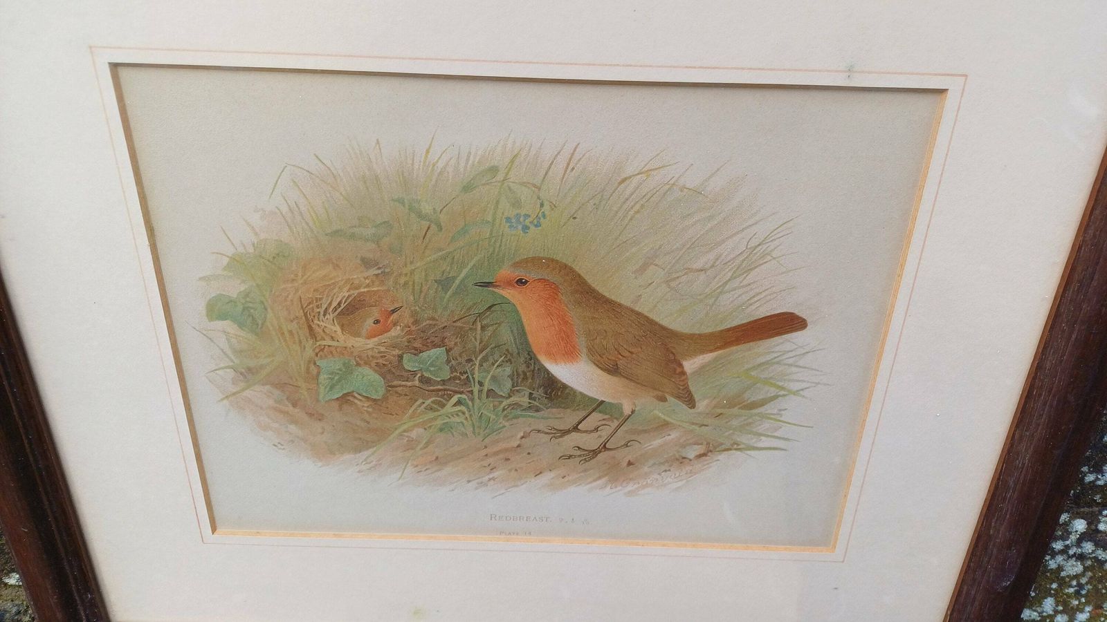 Two Victorian Chromo Lithograph Prints Of Birds, Robin Redbreast And Crested Lark C1870 By H Gronveld, Grunveld, Framed In 1982 photo vinterior
