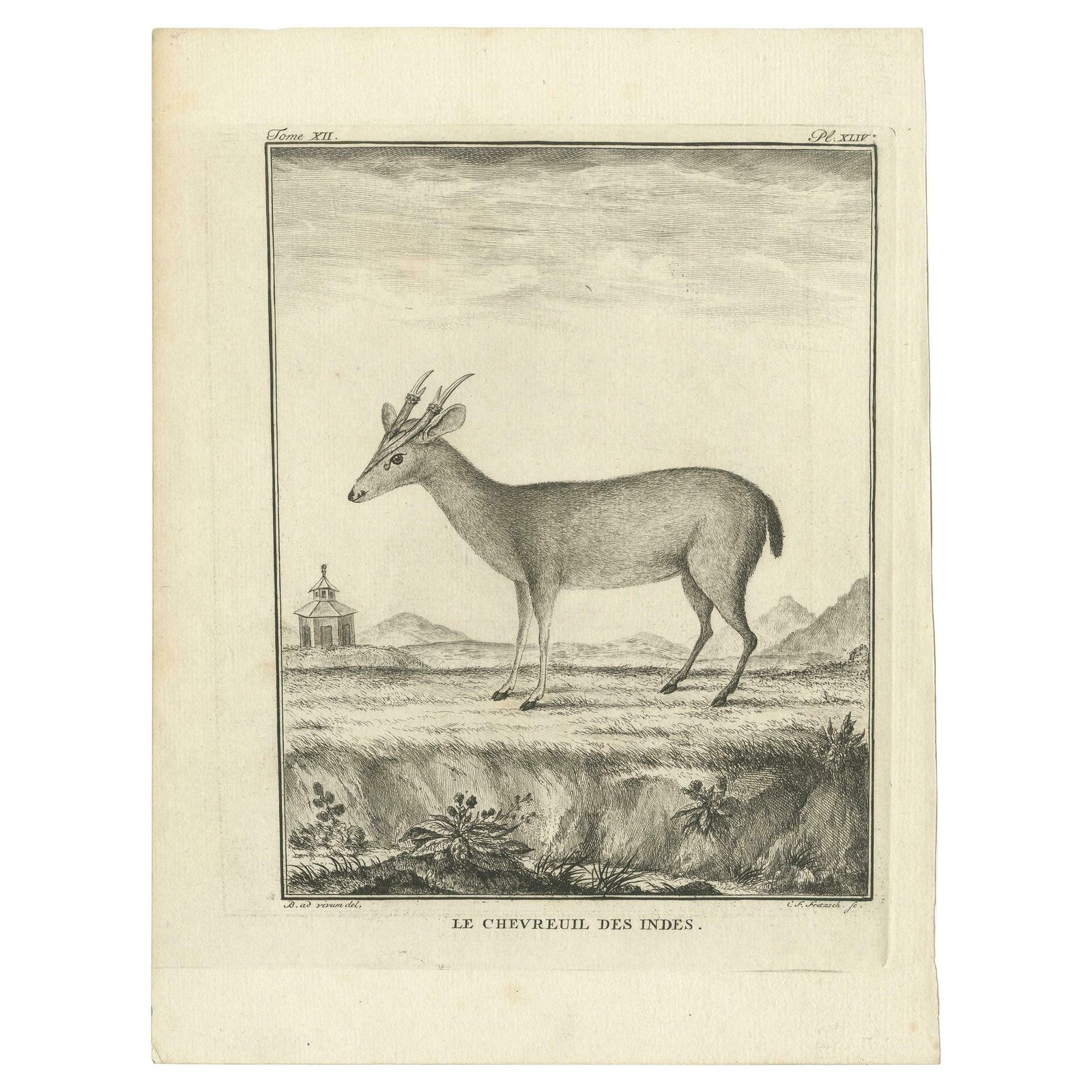 Antique Print Of A Deer Species By Fritzsch, C.1780