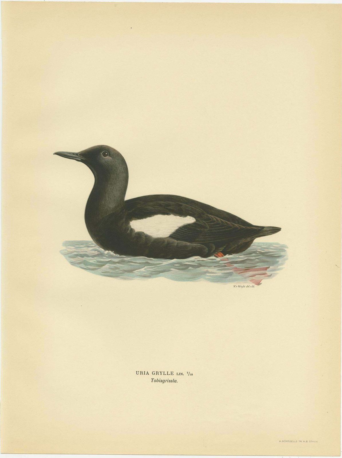 Antique Bird Print Of The Black Guillemot By Von Wright, 1929 photo Art