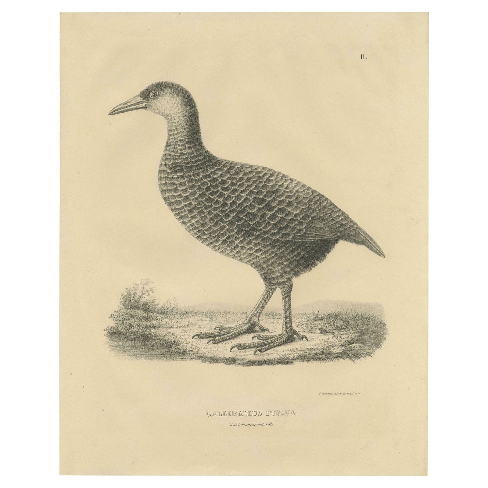 Antique Bird Print Of A Weka By Severeyns 'C.1850'