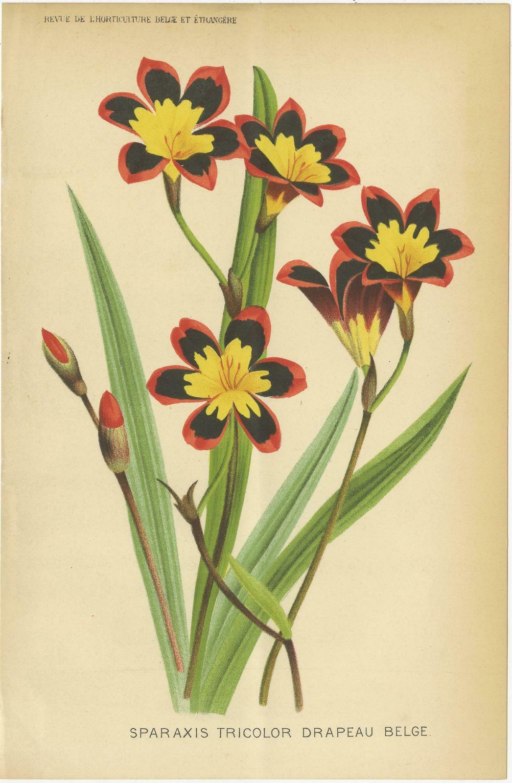 Set Of 3 Antique Botany Prints, Harlequin Flower, Coleus, Abutilon 'Circa 1890' photo furniture