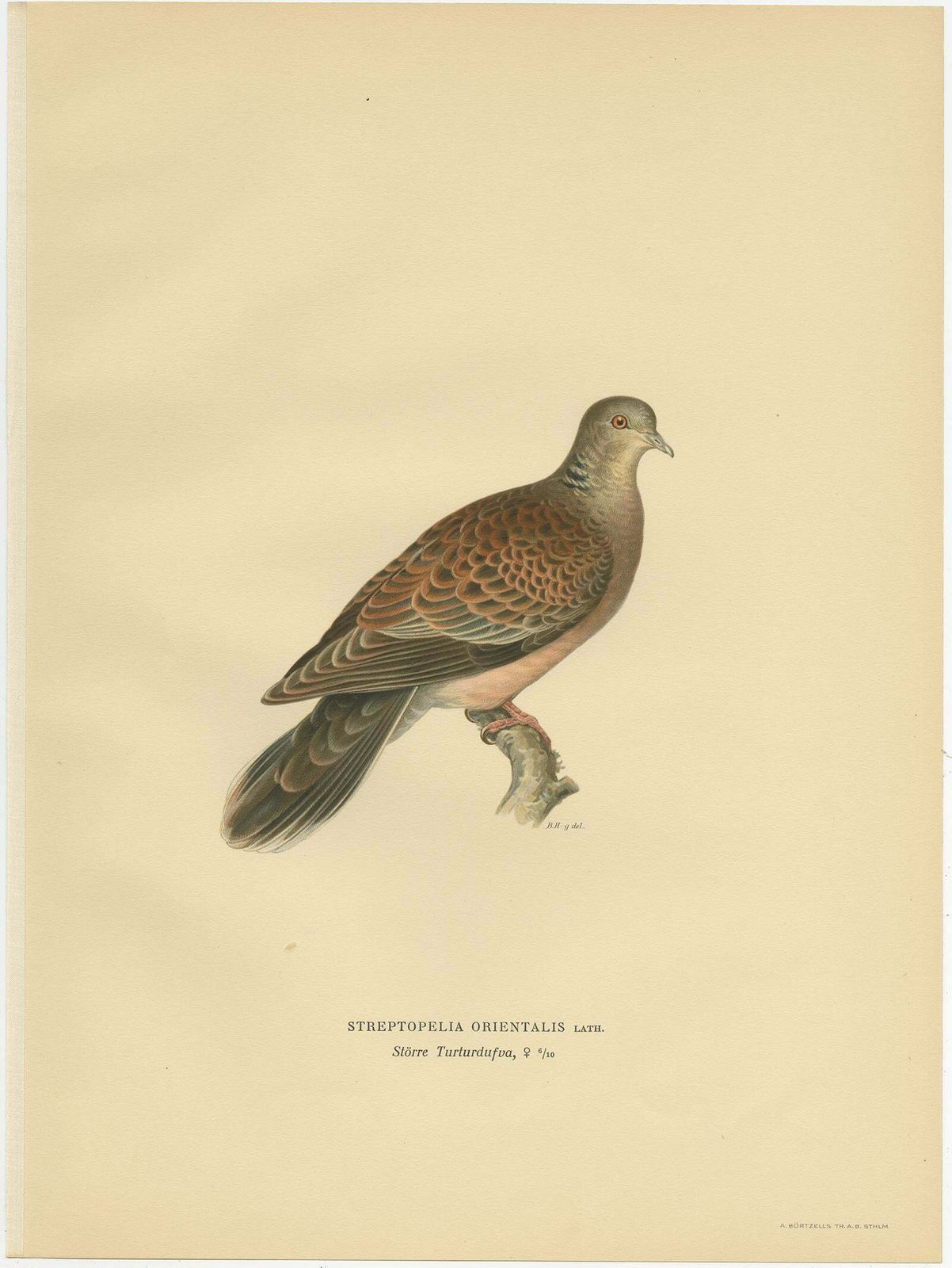 Antique Bird Print Of The Oriental Turtle Dove By Von Wright, 1929 photo for sale