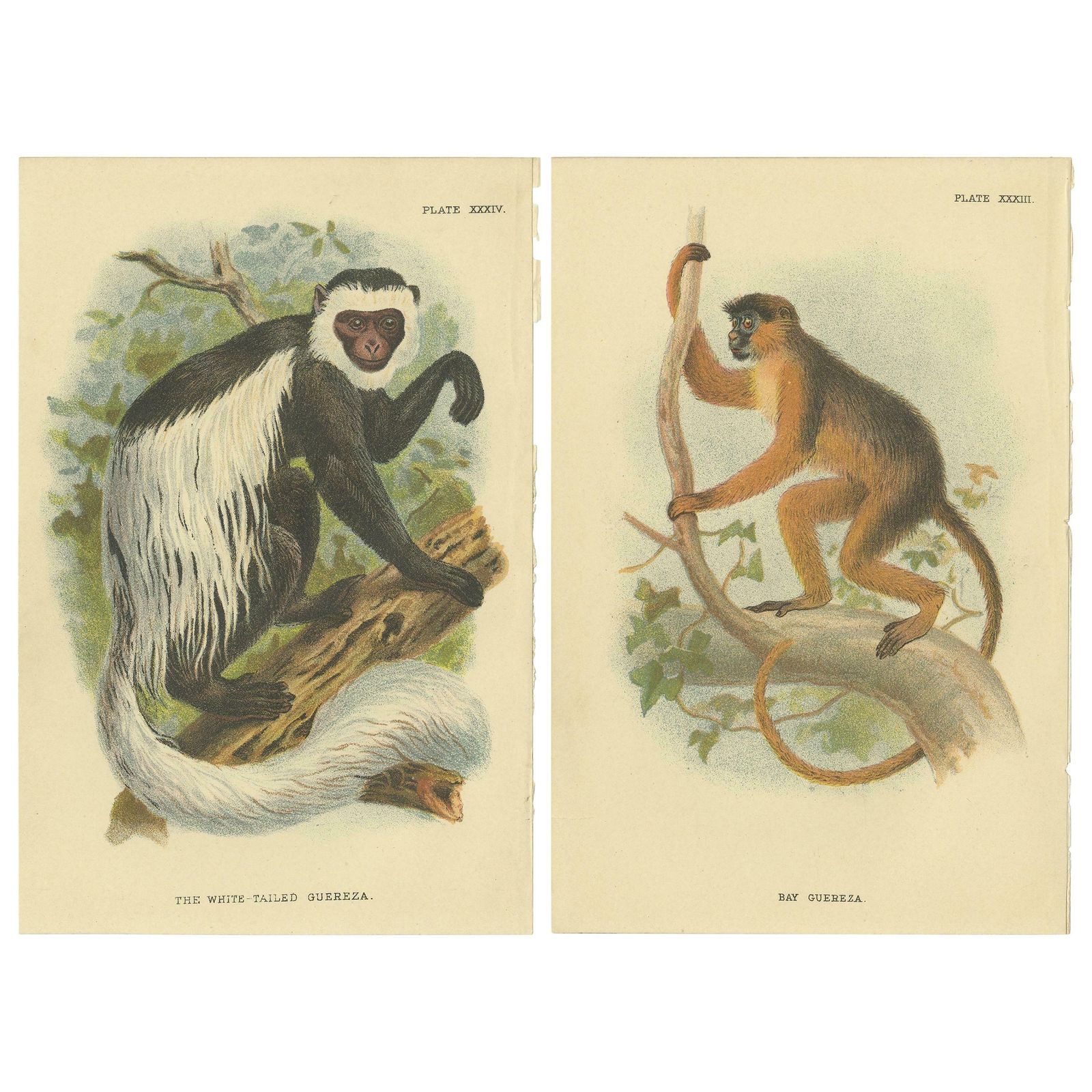 Set Of 2 Antique Prints Of Guereza Monkey Species By Lloyd, Circa 1894