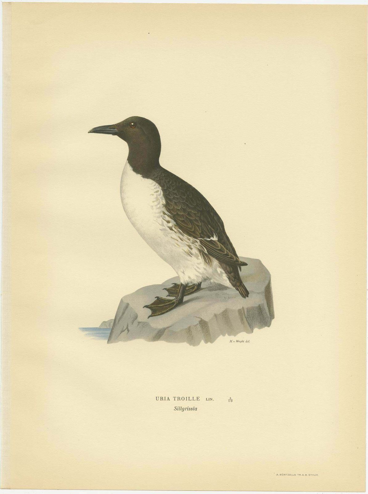 Antique Bird Print Of The Common Troille By Von Wright, 1929 photo furniture