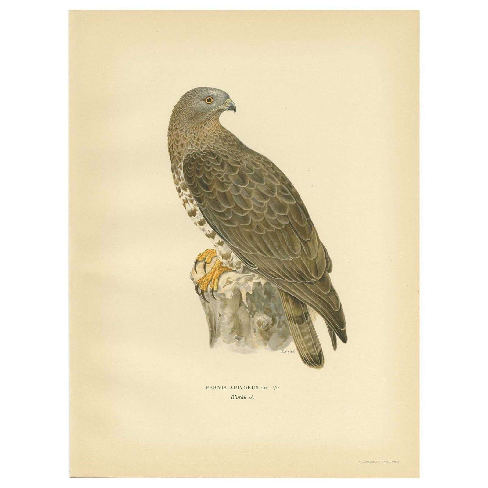 Antique Bird Print Of The Honey Buzzard By Von Wright, 1929