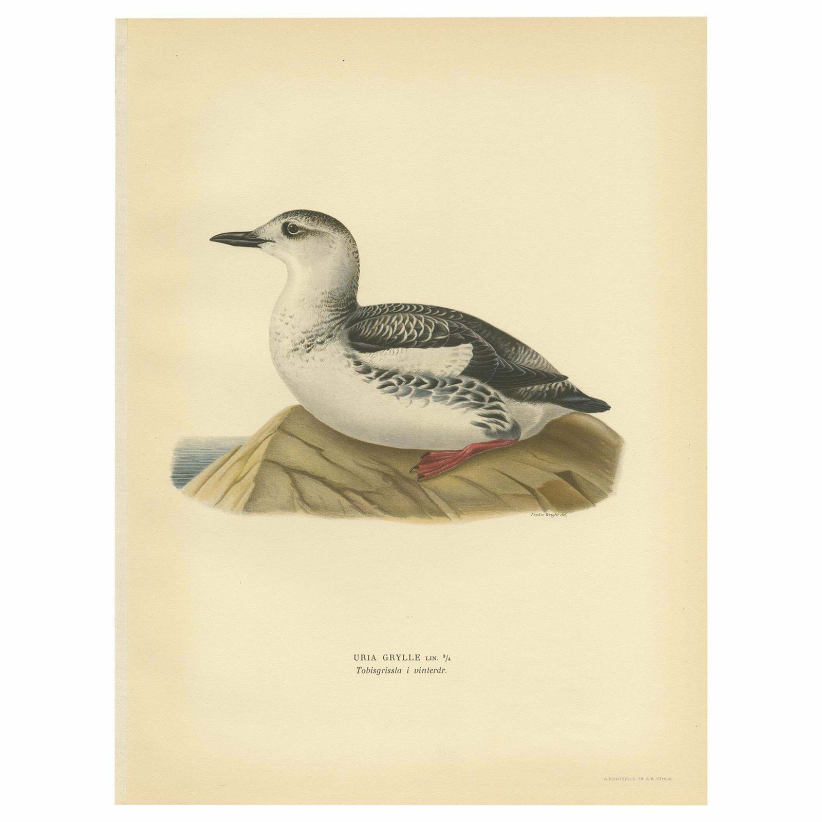 Antique Bird Print Of The Guillemot 'Winter' By Von Wright '1929'