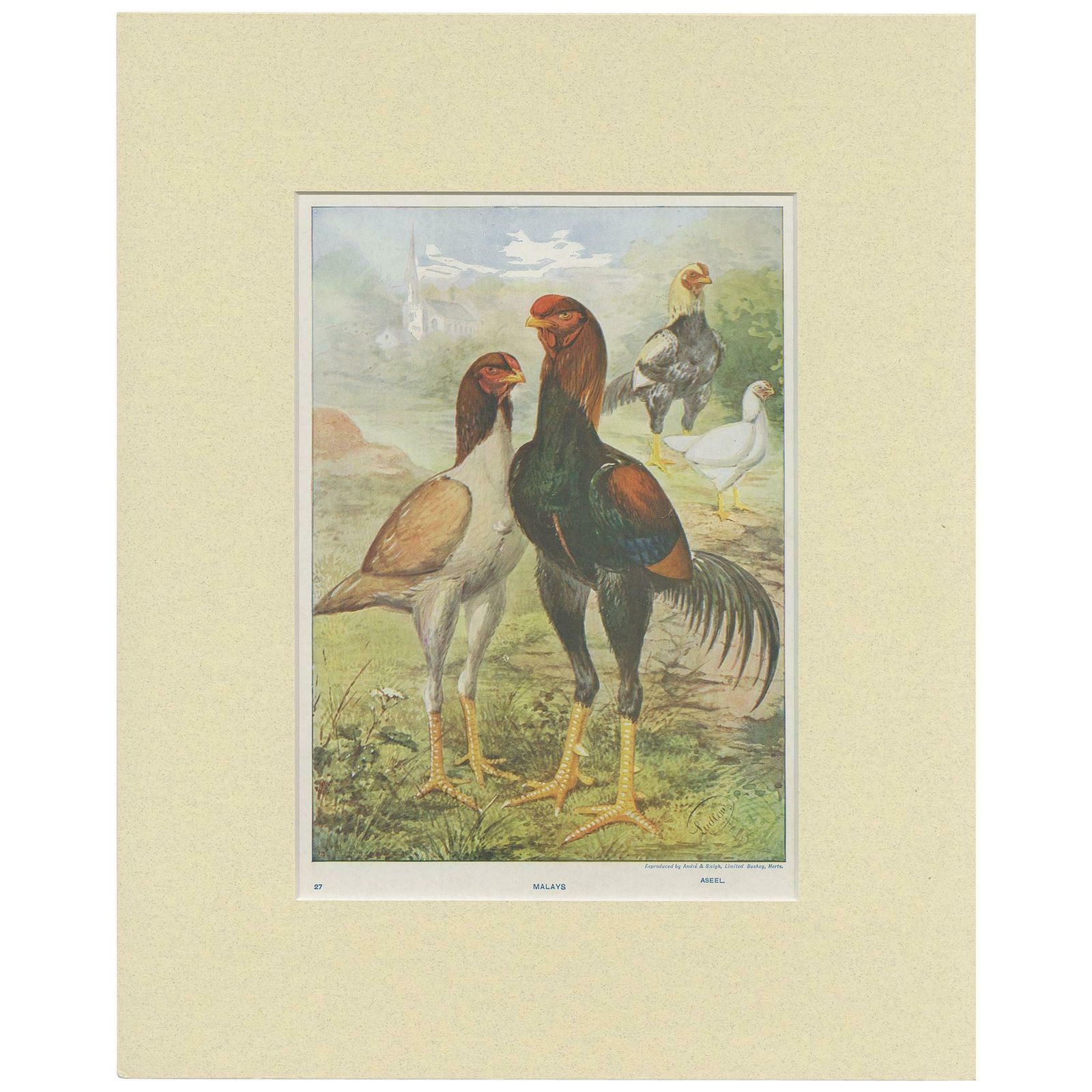 Antique Bird Print Of Malay Chicken By André & Sleigh 'Circa 1900'