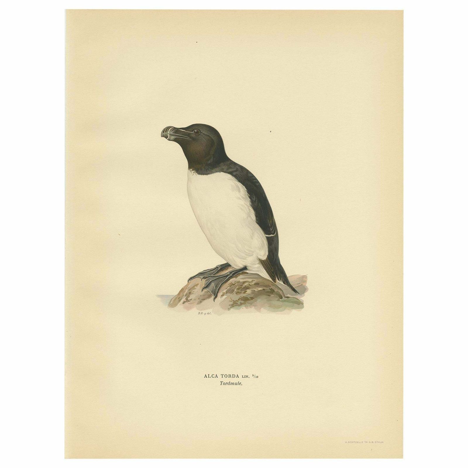 Antique Bird Print Of The Razorbill Or Lesser Auk By Von Wright, 1929