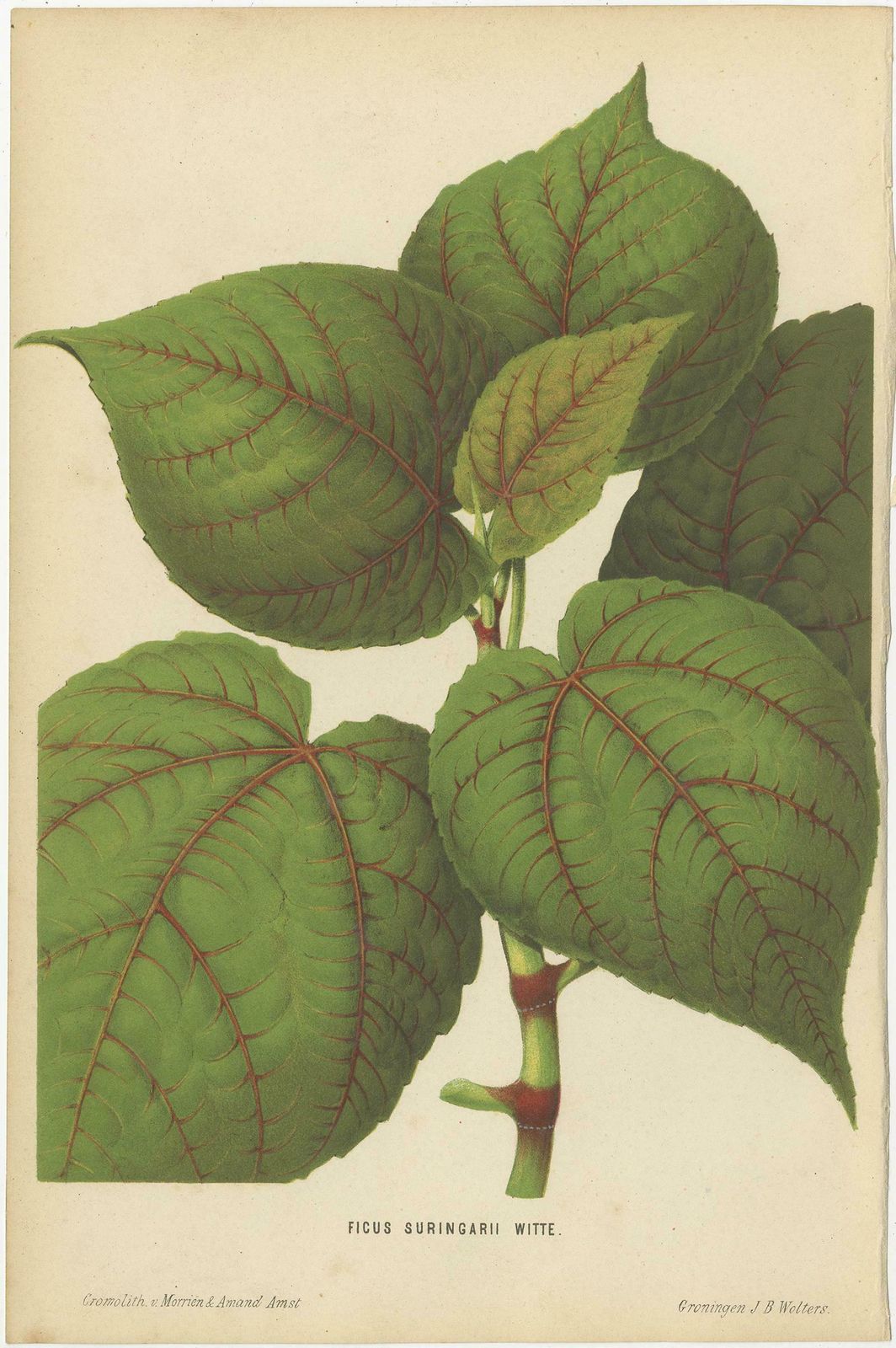 Set Of 3 Antique Botany Prints, Spirea, Strawberry, By Oudemans, Circa 1865 photo Art