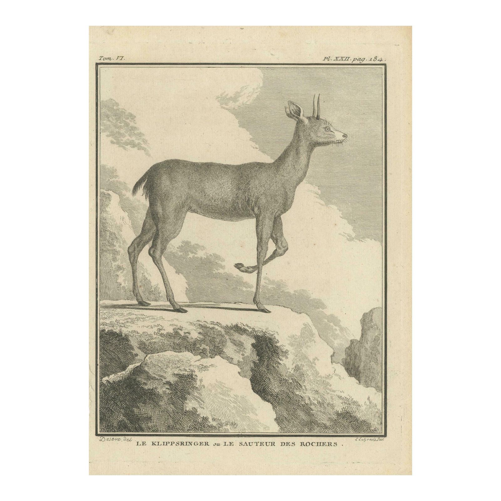 Antique Print Of A Deer Species By Buffon '1782'