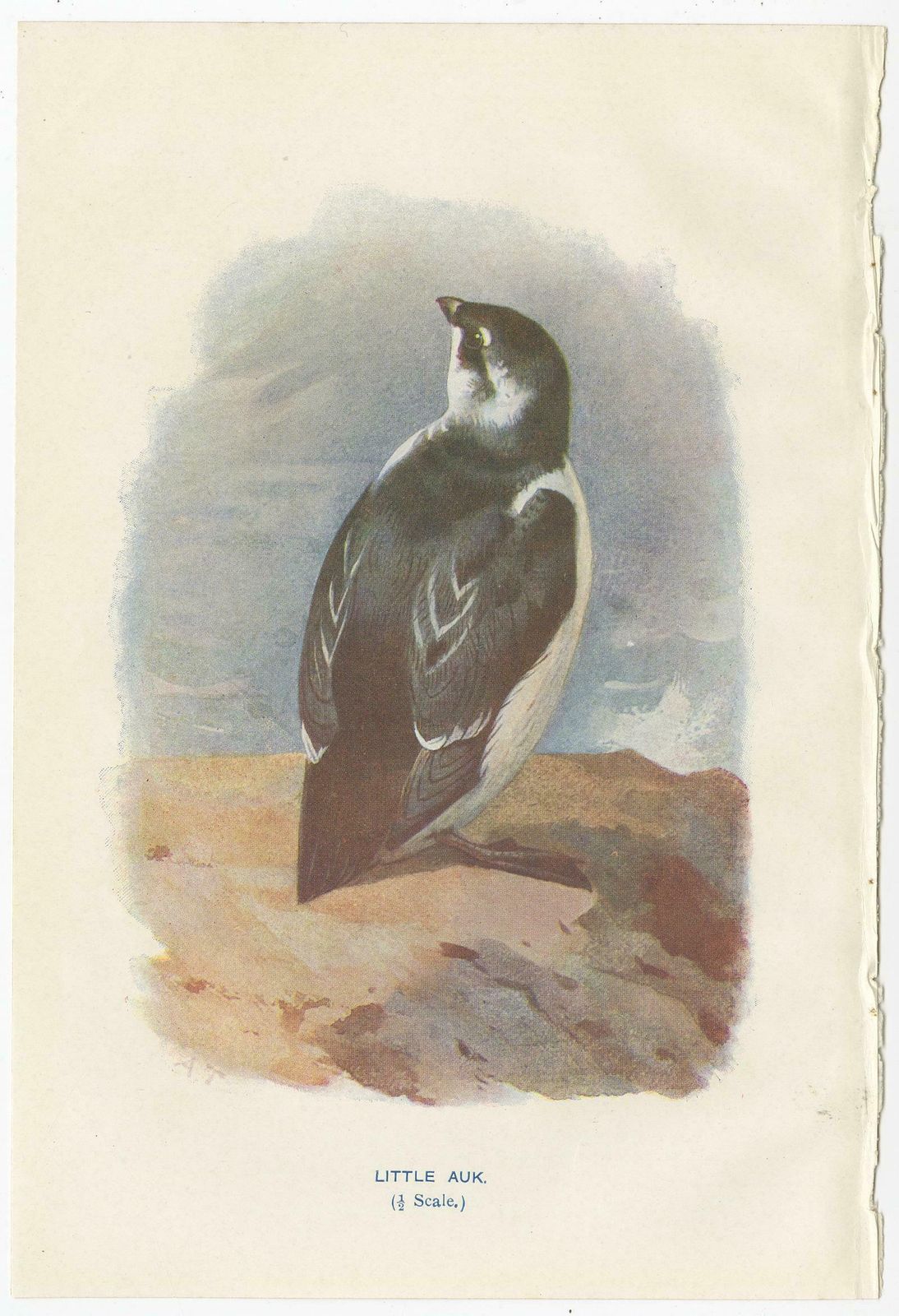 Set Of 4 Antique Bird Prints Oyster Catcher, Gull, Sanderling, Auk, 1901 photo furniture