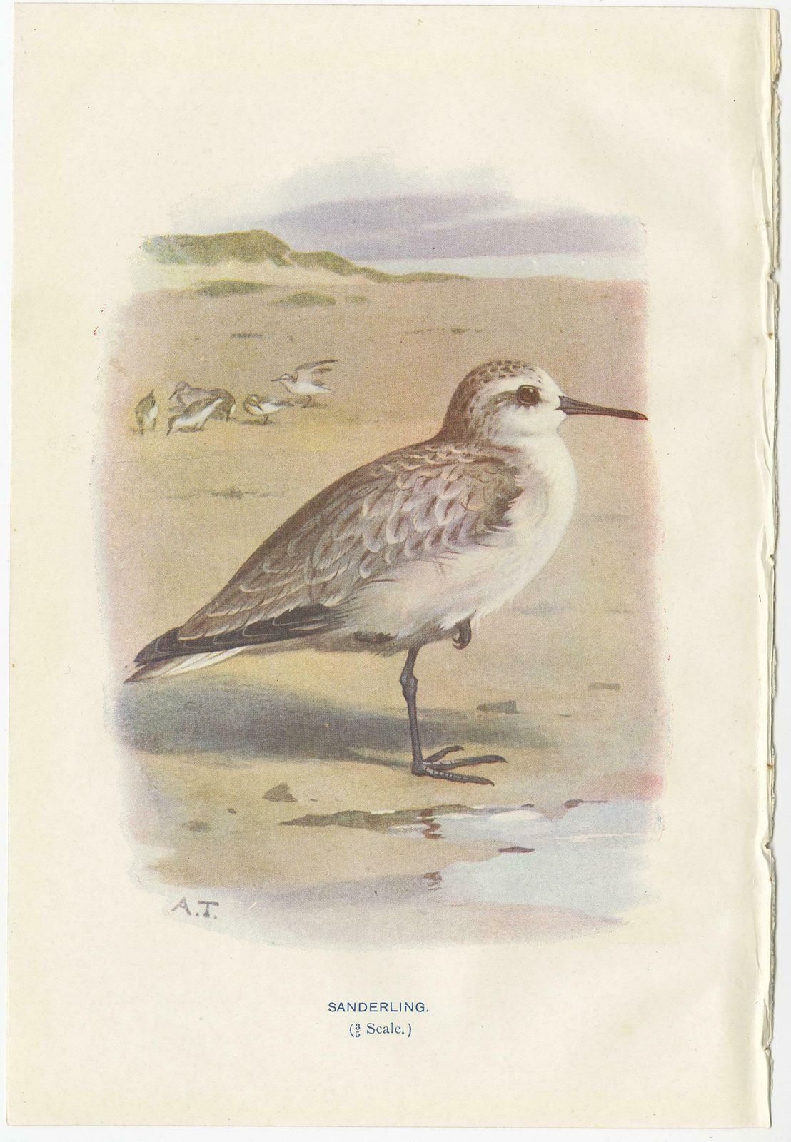 Set Of 4 Antique Bird Prints Oyster Catcher, Gull, Sanderling, Auk, 1901 photo 163.0