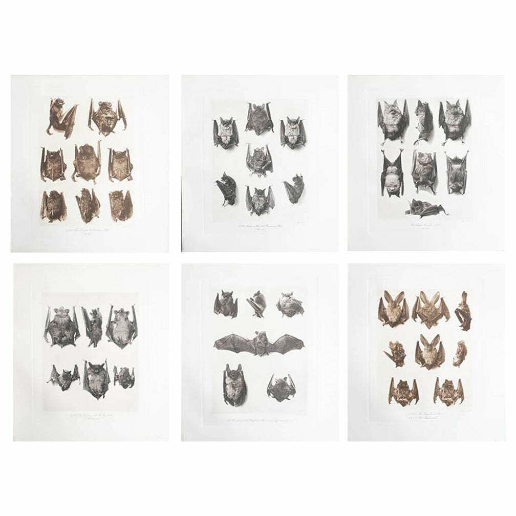 Set Of 6 Large Scale Original Antique Prints Of Bats, Circa 1900