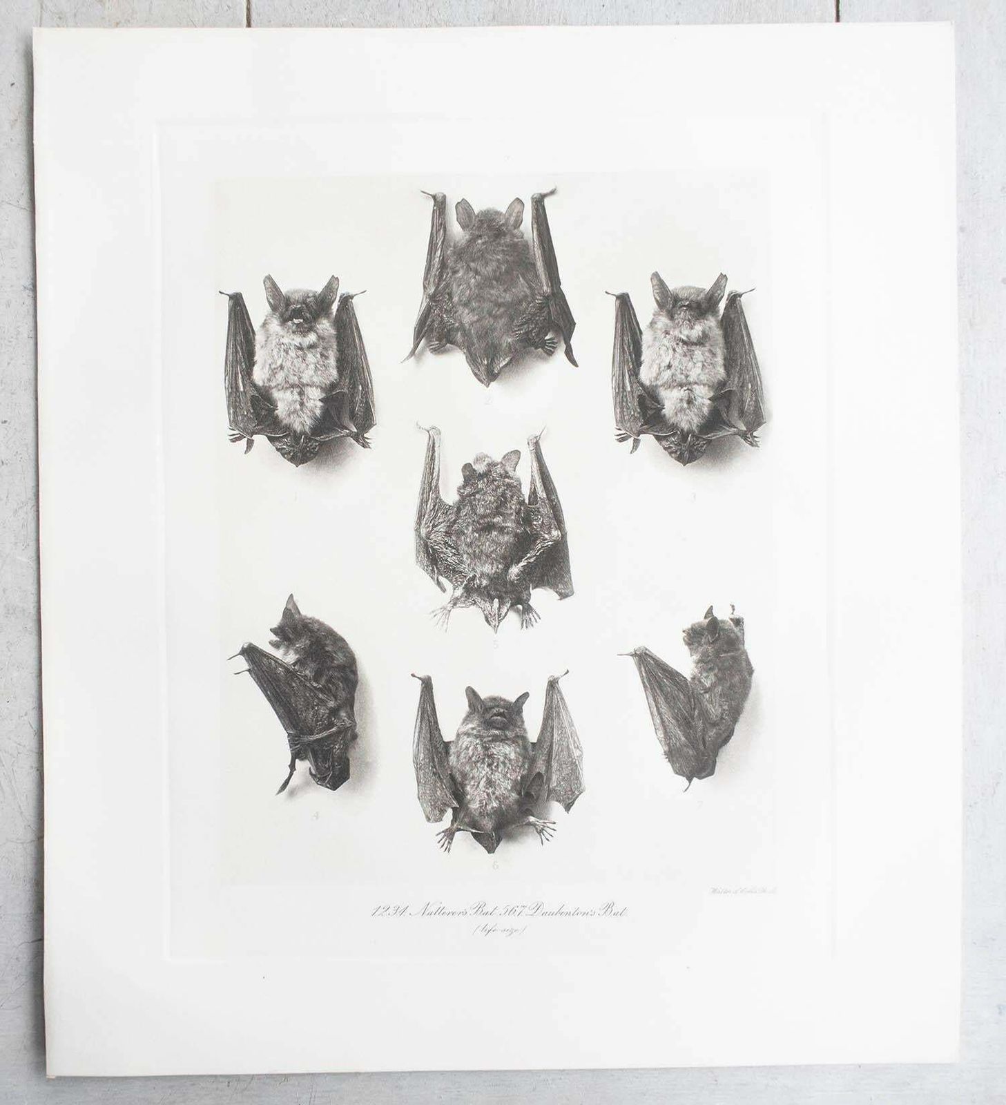 Set Of 6 Large Scale Original Antique Prints Of Bats, Circa 1900 photo for sale