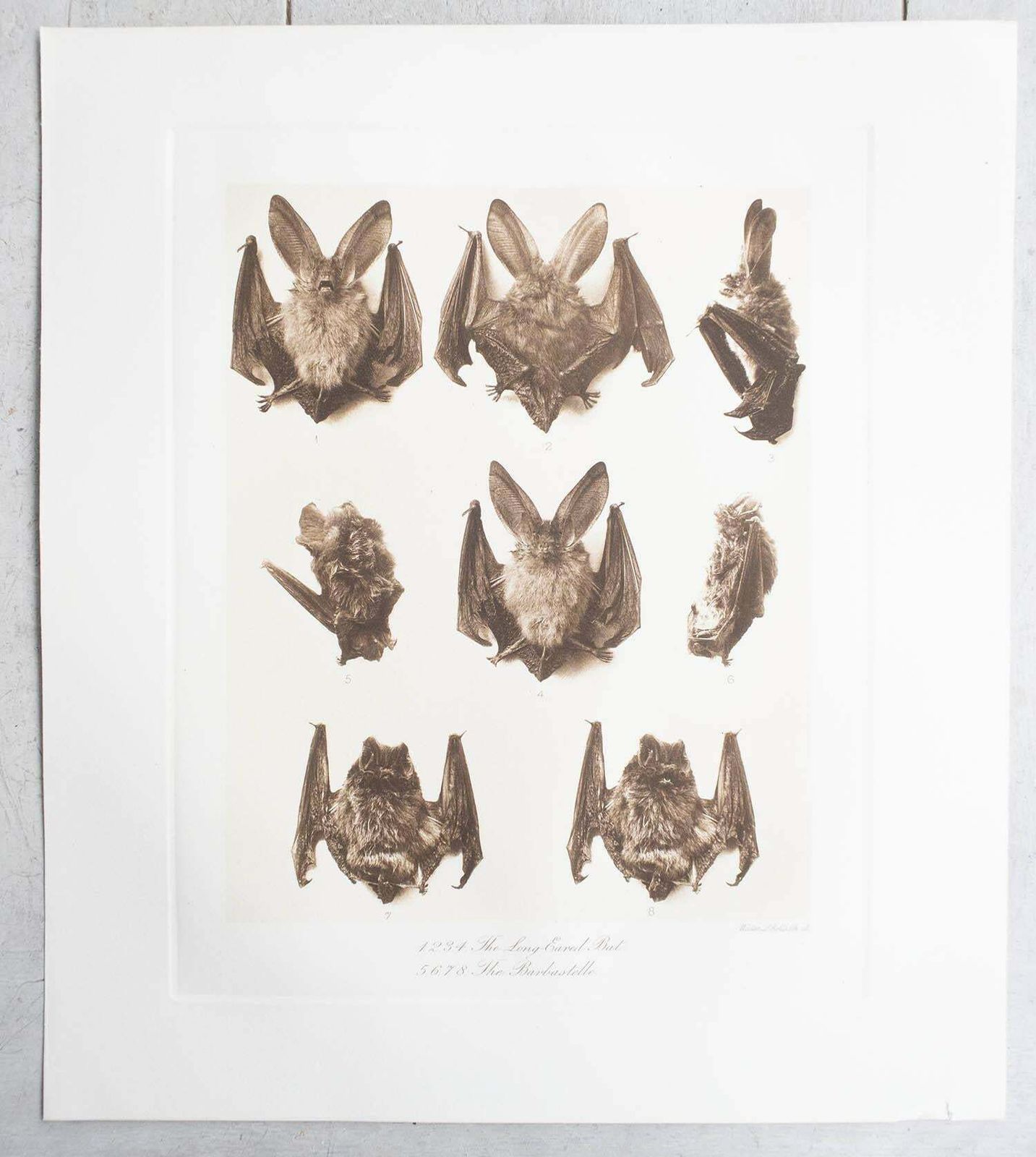 Set Of 6 Large Scale Original Antique Prints Of Bats, Circa 1900 photo Art