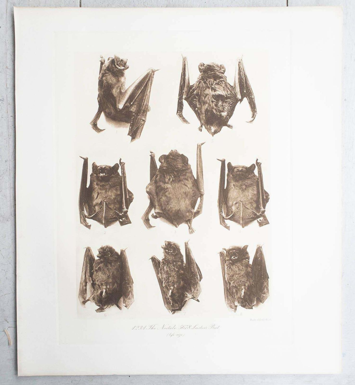 Set Of 6 Large Scale Original Antique Prints Of Bats, Circa 1900 photo 250.0