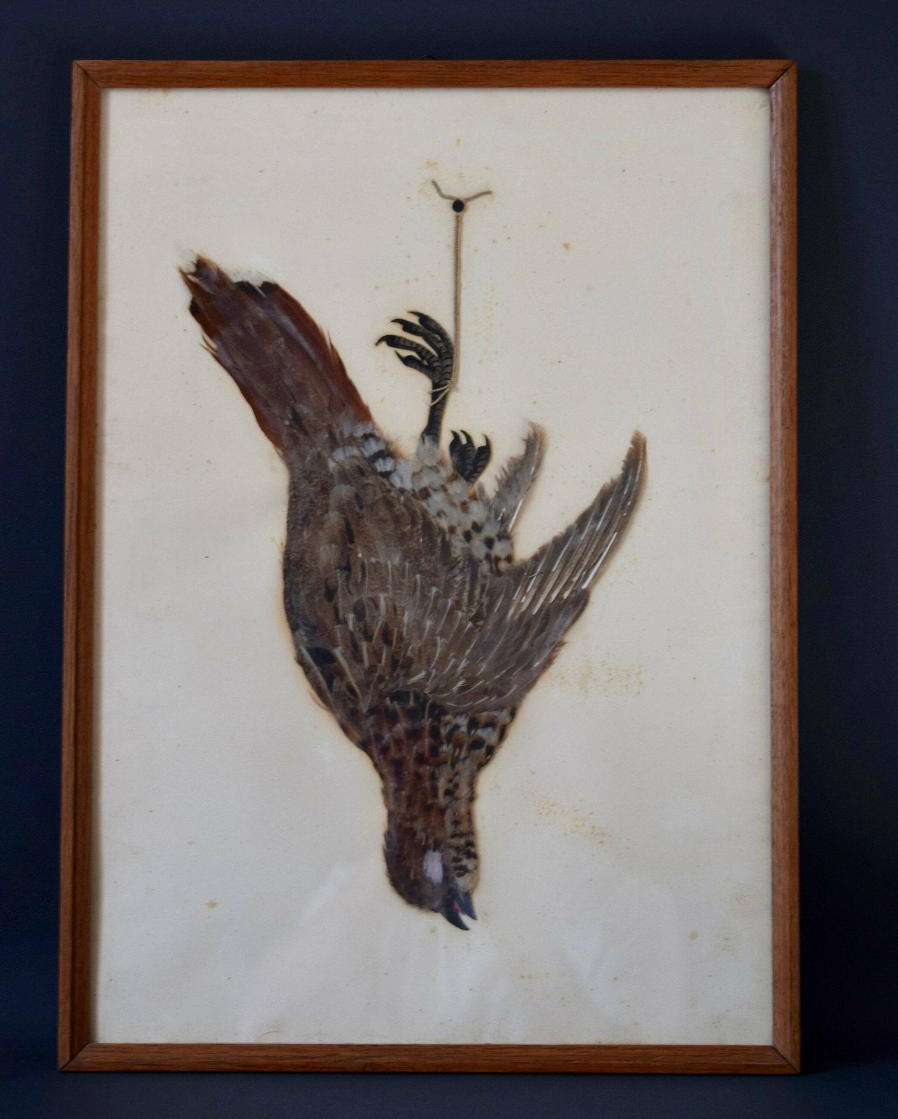 1920's Vintage Wall Hunt Trophy Drawing Game Bird With Genuine Feather