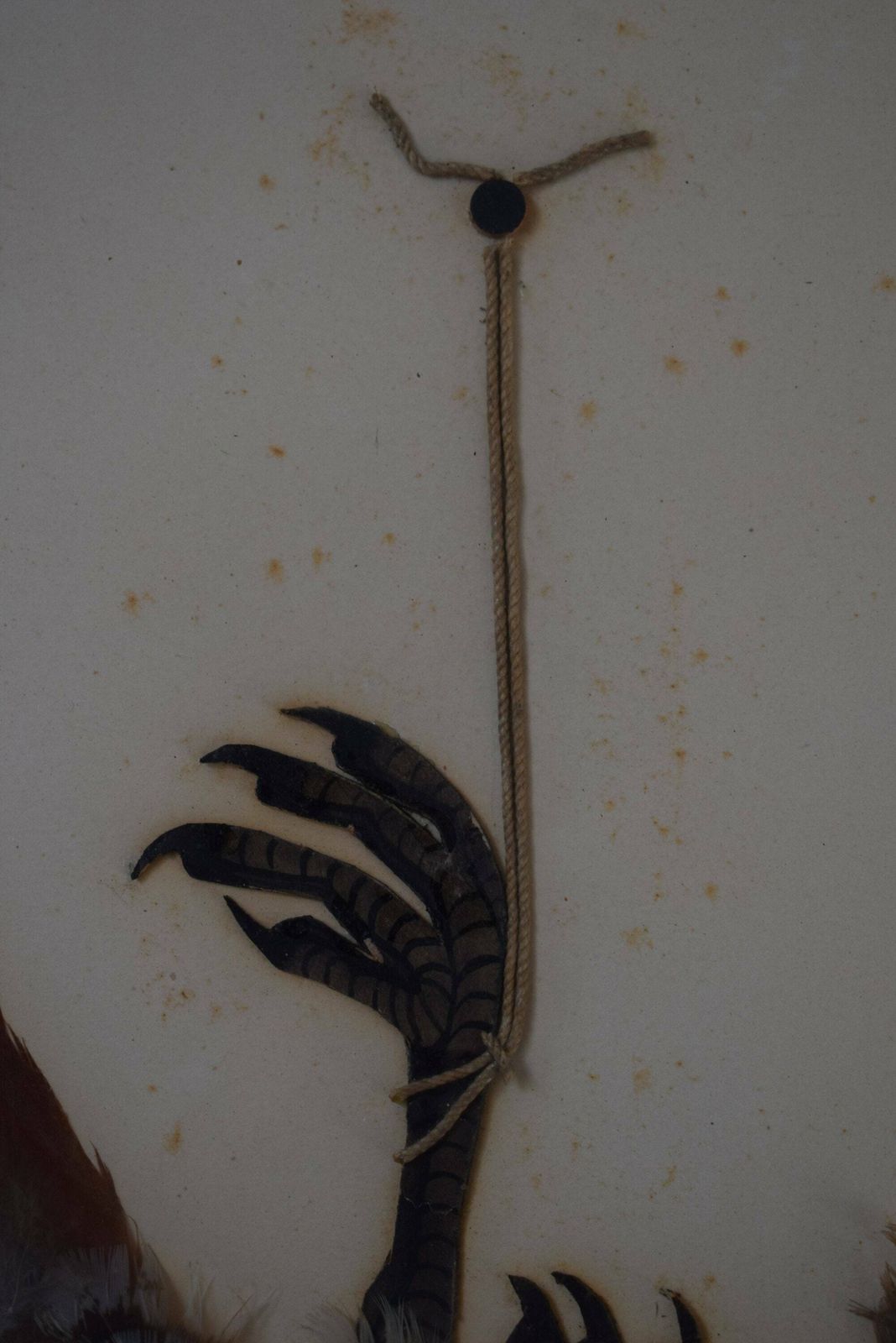 1920's Vintage Wall Hunt Trophy Drawing Game Bird With Genuine Feather photo buy