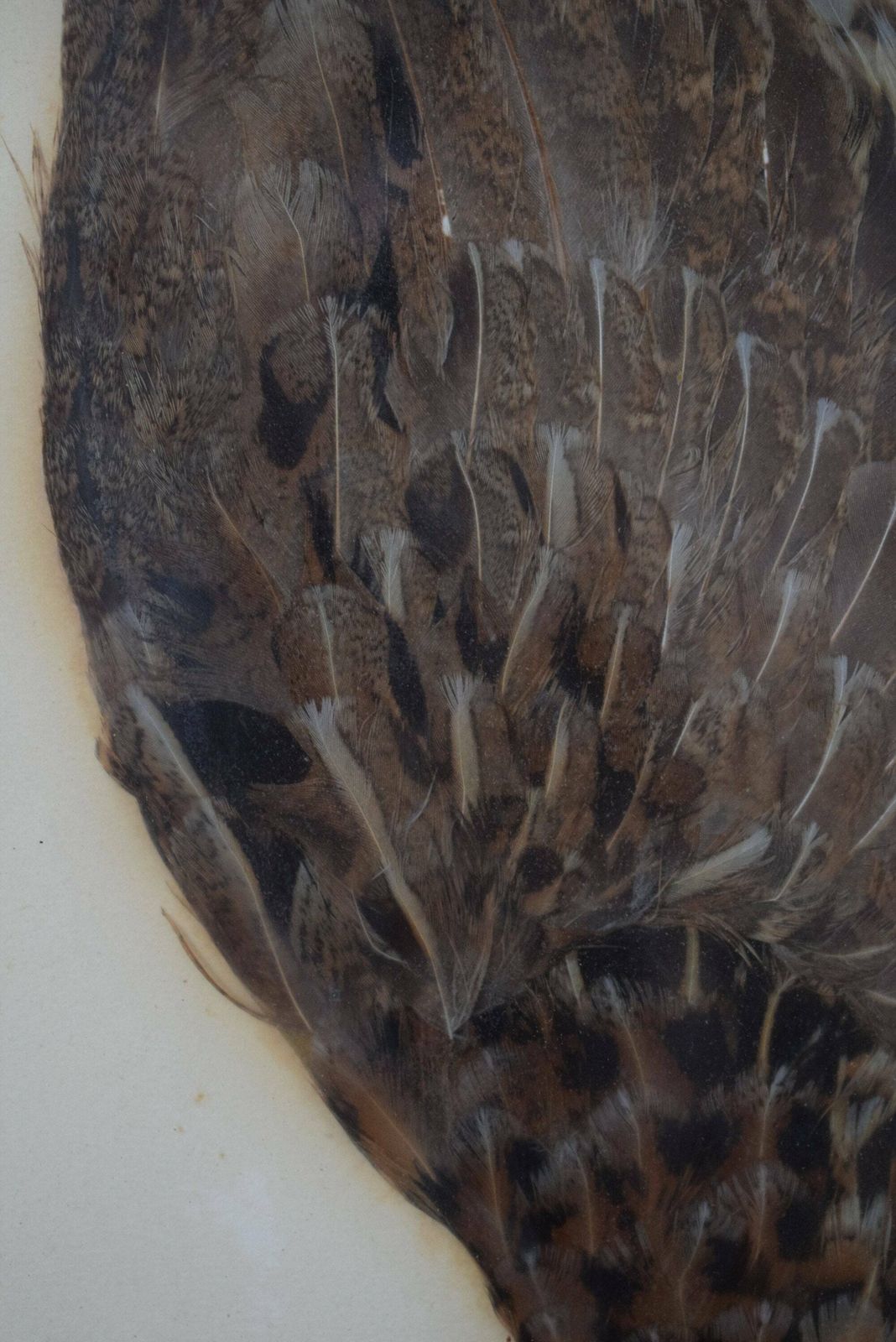 1920's Vintage Wall Hunt Trophy Drawing Game Bird With Genuine Feather photo vintage