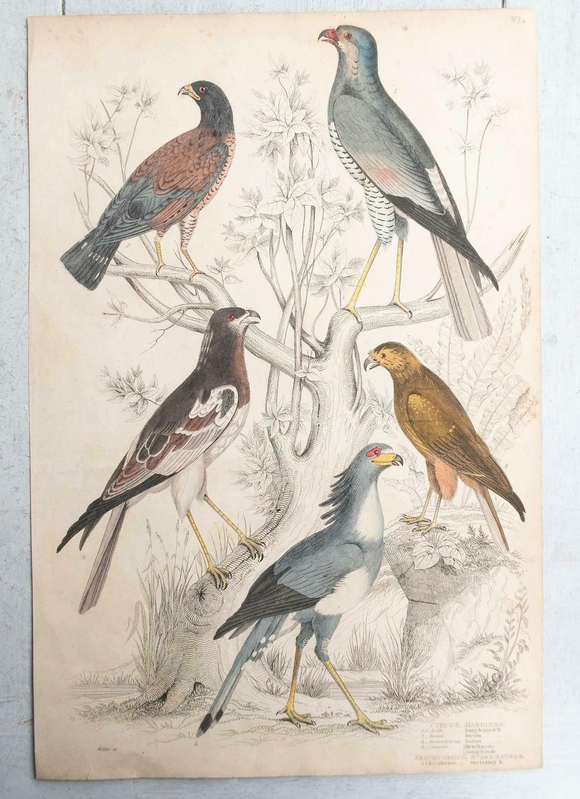 Set Of 6 Large Original Antique Prints Of Birds Of Prey, C.1835 photo for sale
