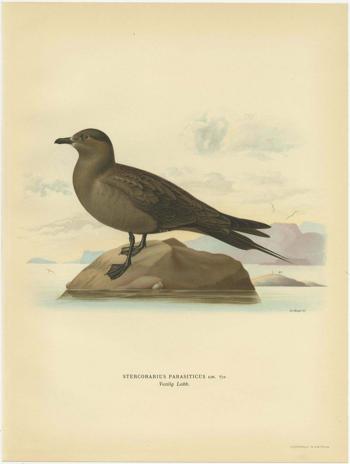 Antique Bird Print Of The Parasitic Jaeger By Von Wright, 1929 photo Art