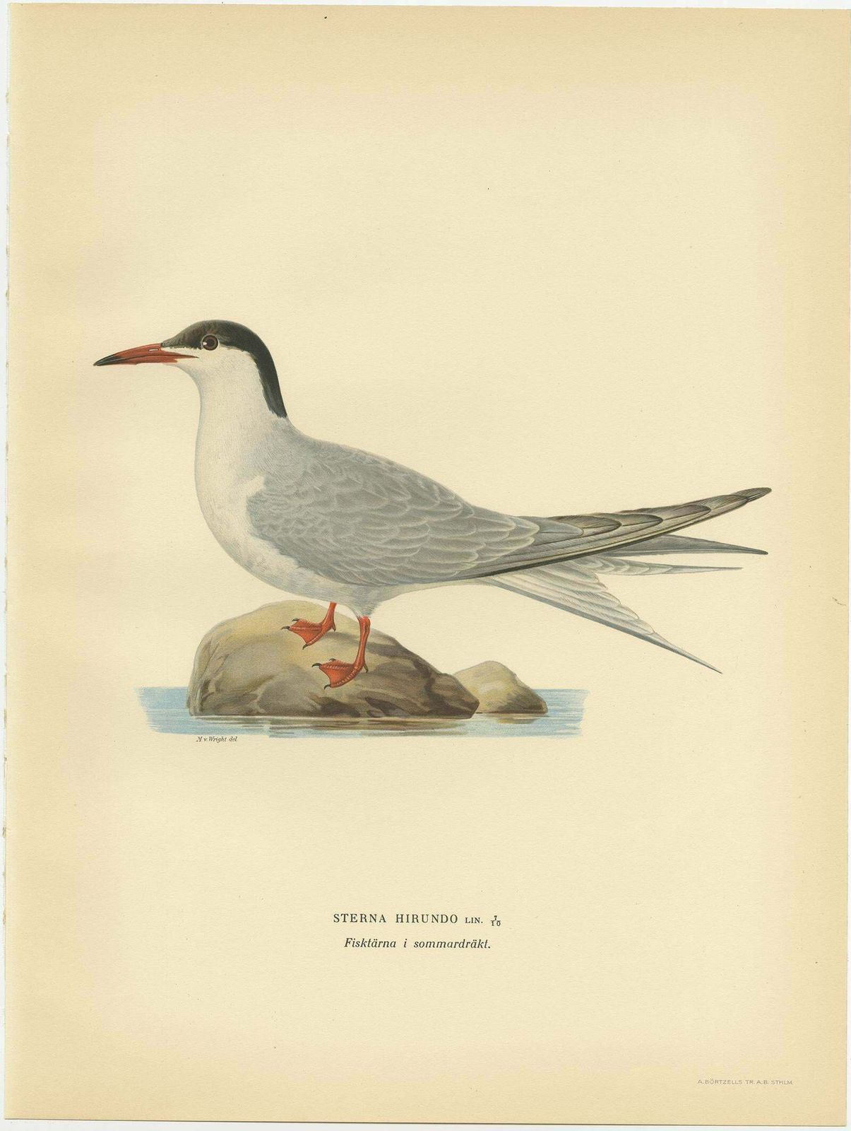 Antique Bird Print Of The Common Tern 'Summer' By Von Wright, 1929 photo furniture