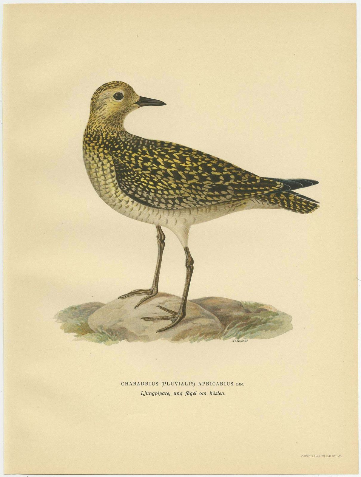 Antique Bird Print Of The European Golden Plover By Von Wright, 1929 photo for sale