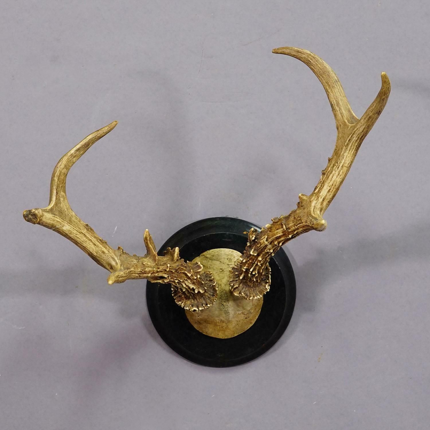 Abnorm Siberian Deer Trophy Mount On Wooden Plaque Ca. 1900s photo for sale
