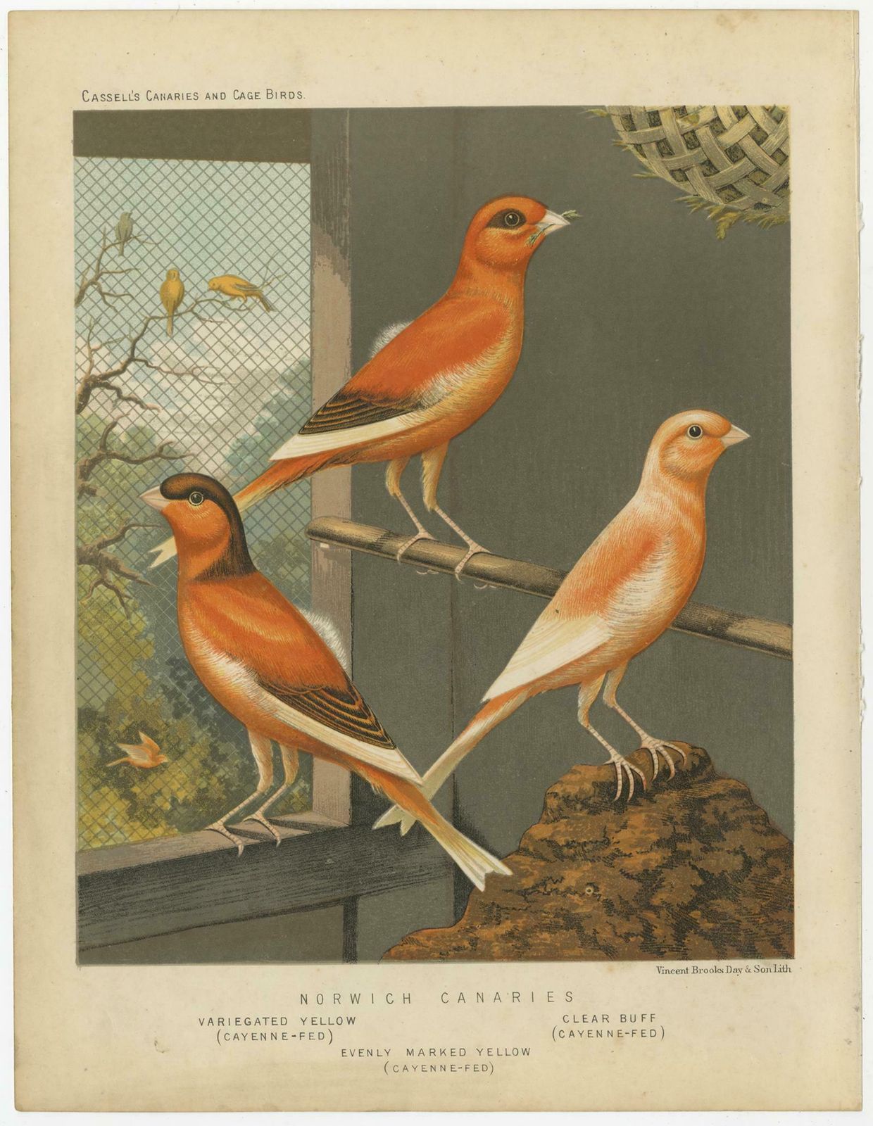 Antique Bird Print Of The Norwich Canaries, Variegated Yellow And Others photo for sale