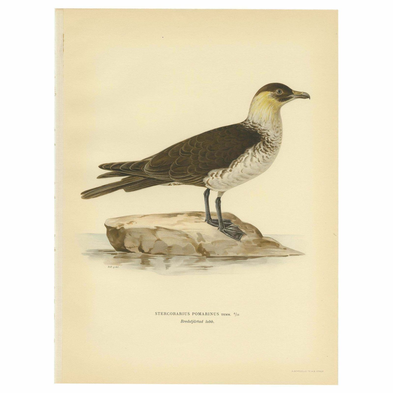 Antique Bird Print Of The Pomarine Jaeger By Von Wright, 1929