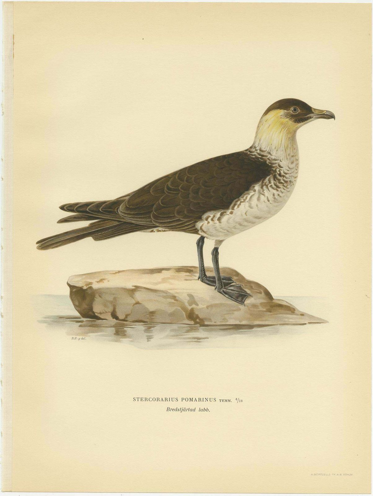 Antique Bird Print Of The Pomarine Jaeger By Von Wright, 1929 photo furniture